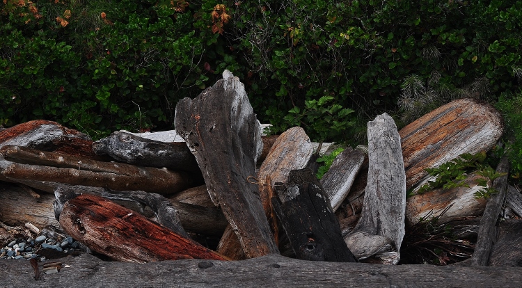 the various colors of driftwood